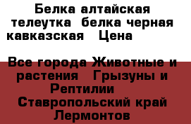 Белка алтайская телеутка, белка черная кавказская › Цена ­ 5 000 - Все города Животные и растения » Грызуны и Рептилии   . Ставропольский край,Лермонтов г.